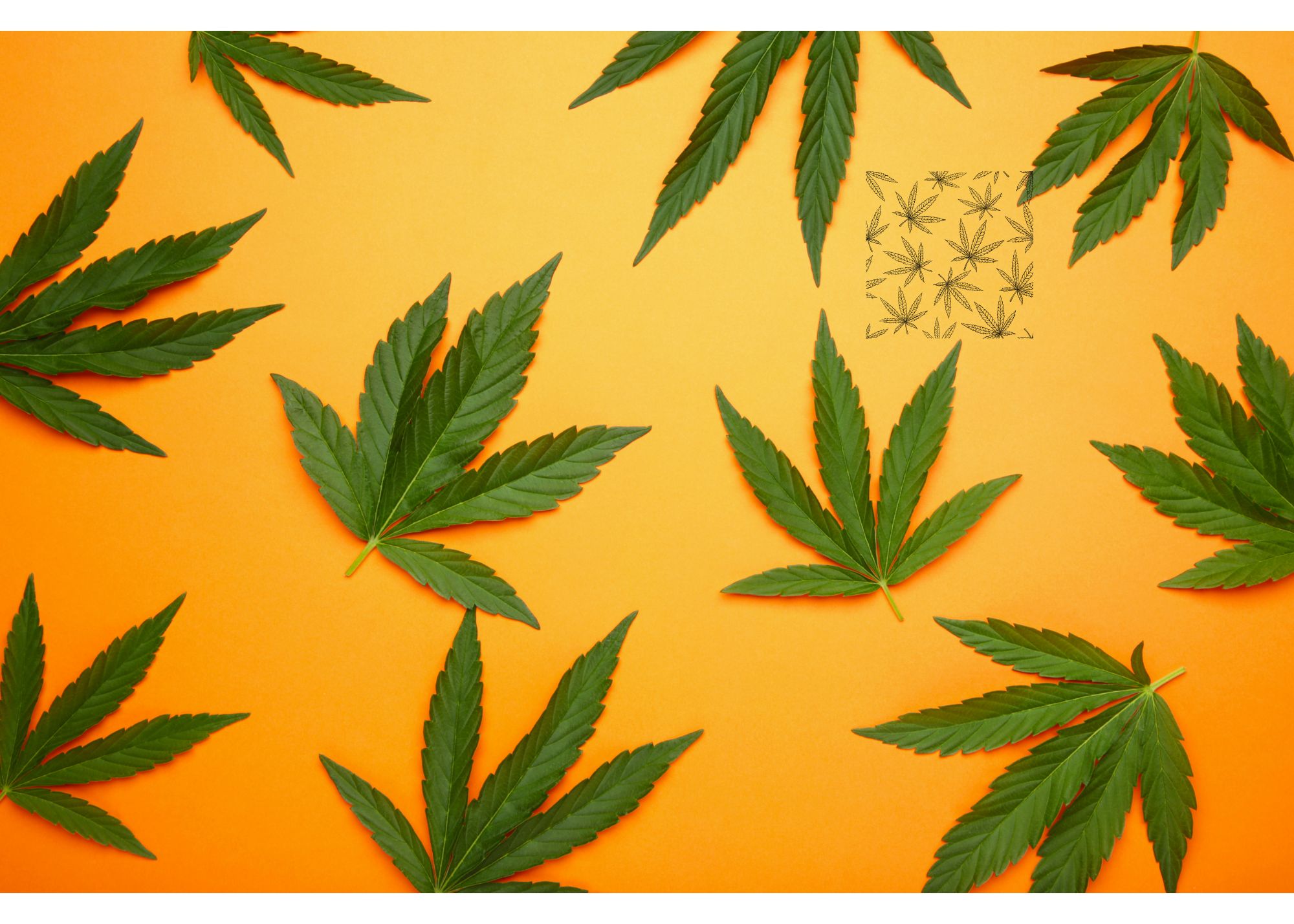 Trump’s Post Just Sent Cannabis Stocks Soaring